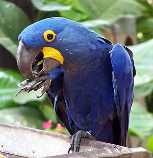 Arara azul.jpg