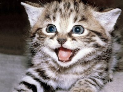 Gato-bonito1.jpeg